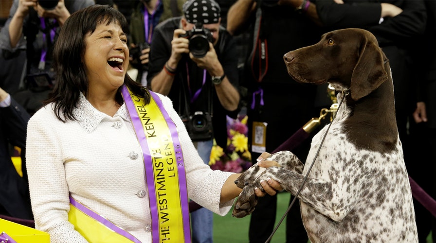 German shorthaired pointer wins annual Westminster Dog Show