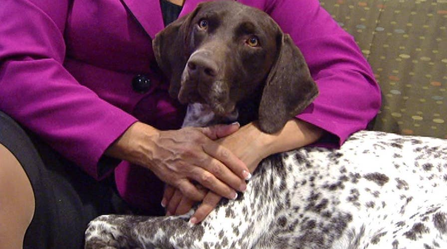 California Journey is America's top dog