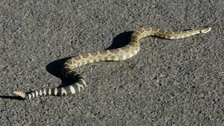 Mass. community fearful of plans for a rattlesnake colony - Fox News