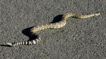 Massachusetts plans rattlesnake colony on uninhabited island