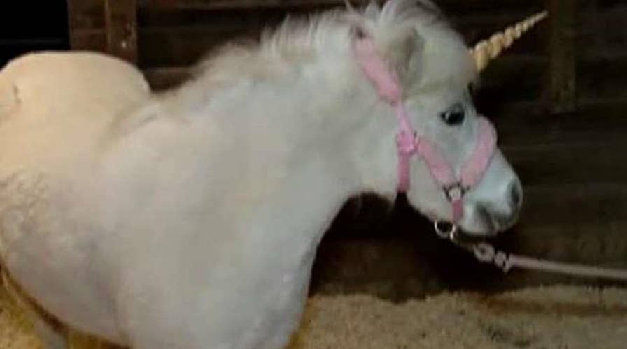 Police chase runaway 'unicorn'