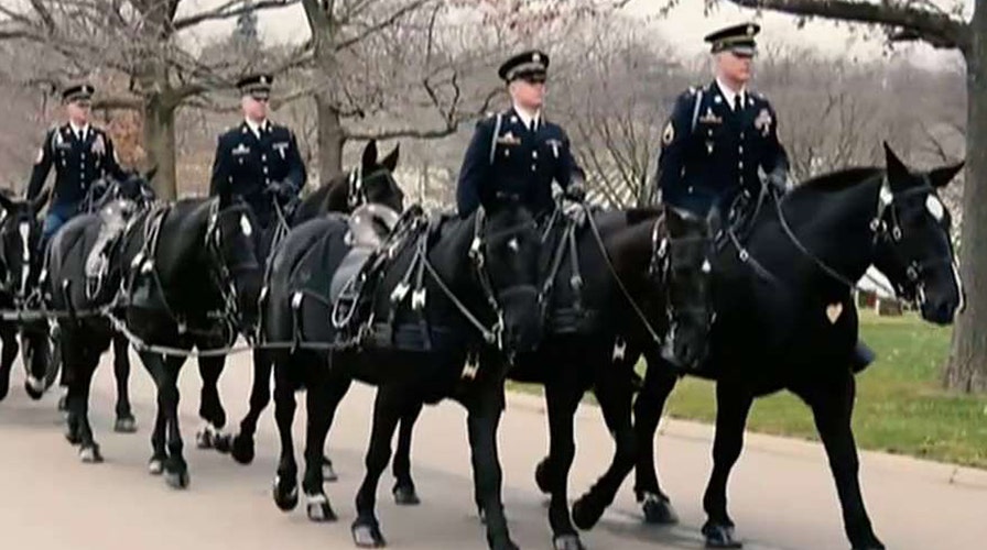 Former military horses up for adoption