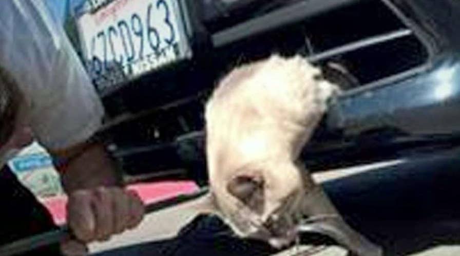 Cat survives 8-mile trip stuck in car bumper