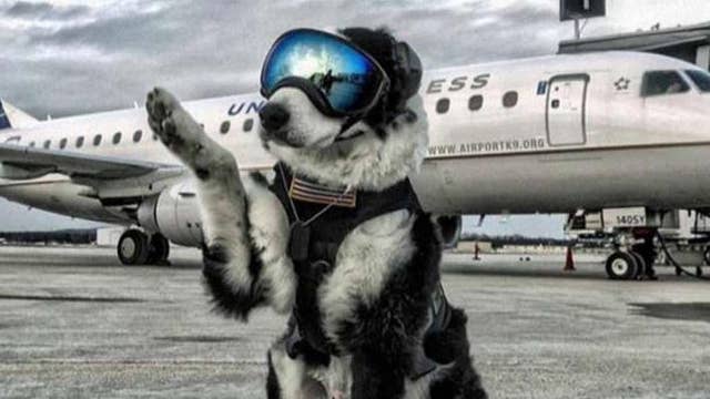 Wildlife control dog keeps planes safe on takeoffs, landings | On Air ...