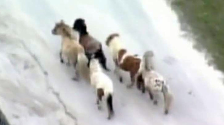 Ponies send authorities on wild chase in Florida