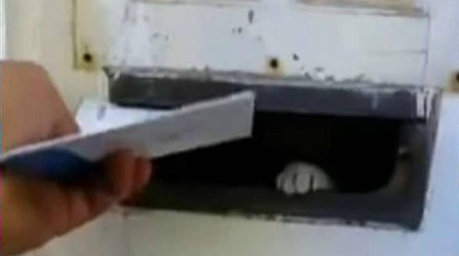 Kennedy's Topical Storm: Mail Me-ow!