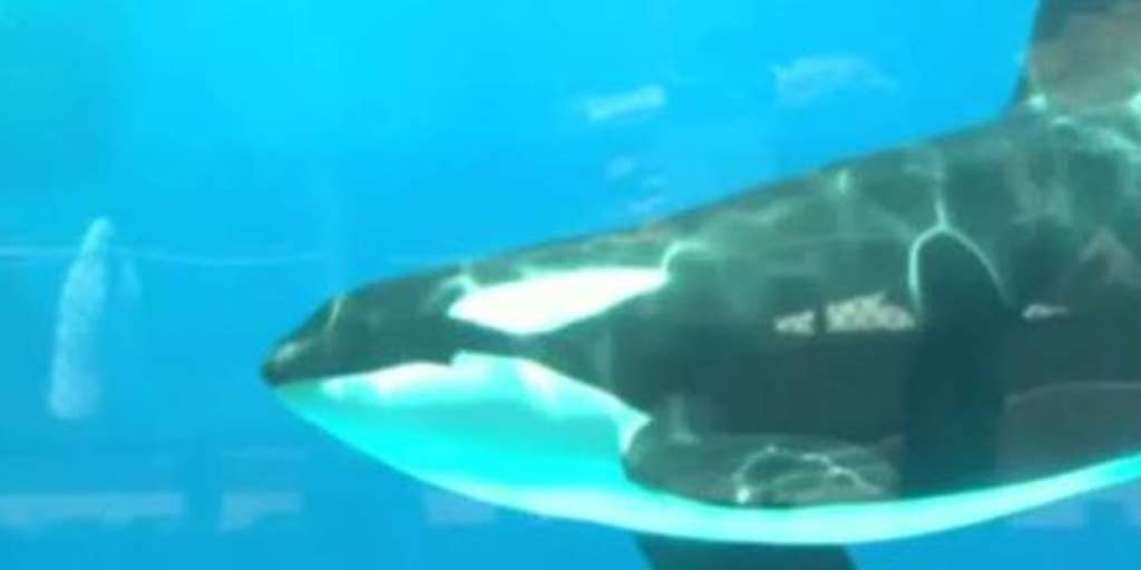 Seaworld Announces End To Its Captive Orca Breeding Program Fox News Video