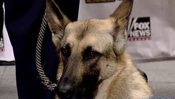 American Airlines apologizes after family with service dog kicked off flight