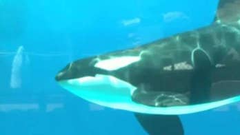 SeaWorld announces end to captive orca whale breeding