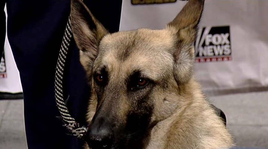 'Paws Act' would provide wounded warriors with service dogs