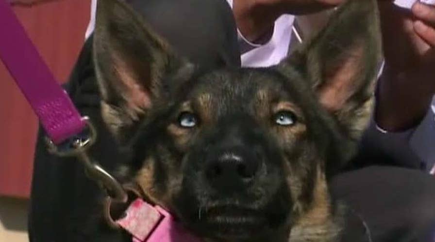 Dog lost at sea for nearly five weeks found