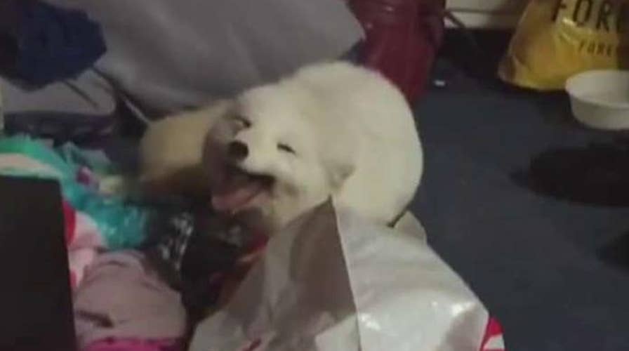 Going Viral: Laughing fox is the latest internet sensation