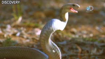 Angry customer unleashes 13-foot snake in restaurant