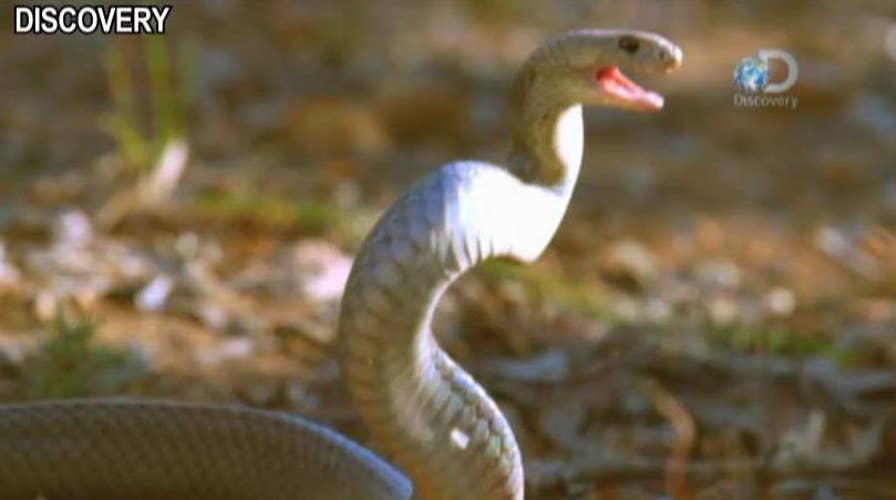 Why would anyone want to hunt deadly snakes?