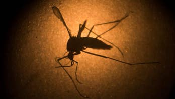 Factbox: Why the Zika virus is causing alarm