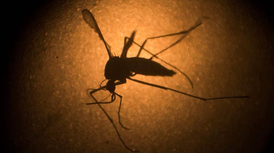 CDC: More than 30 states at high risk of Zika transmission