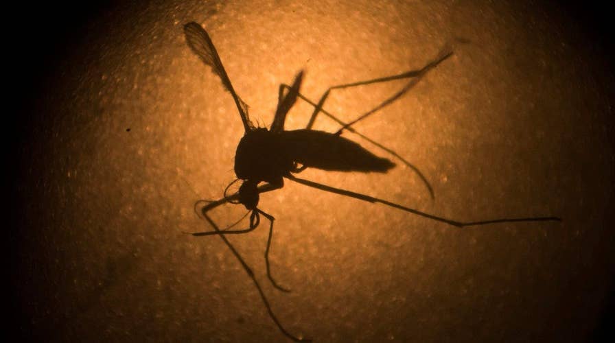 CDC: More than 30 states at high risk of Zika transmission 