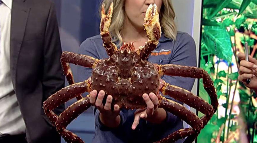 'Fox & Friends' get up close and personal with wildlife