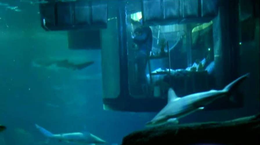 Your chance to sleep with the fishes