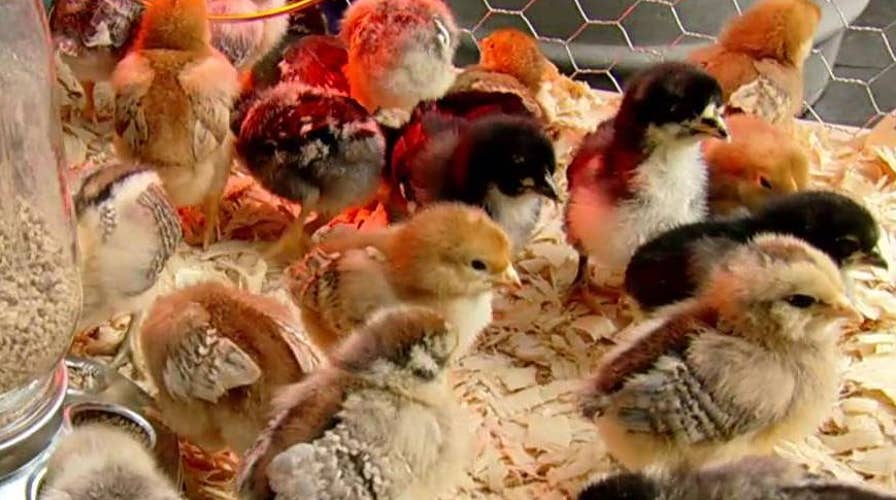 How to start raising chickens at home