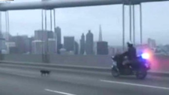 Chihuahua leads police on chase across Bay Bridge