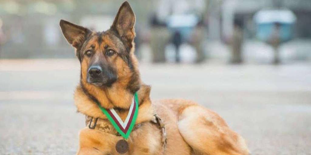 united states marines corps as a specialized search dog lucca united states marines corps as a specialized search dog lucca
