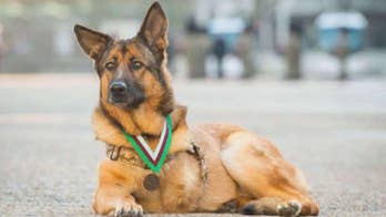 Heroic US Marine Corps service dog awarded top medal for war animals