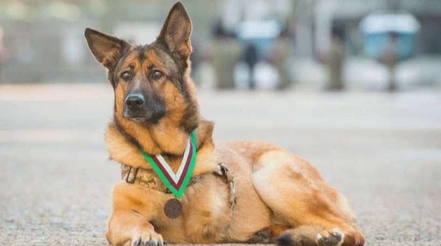 Wounded military dog to be honored 
