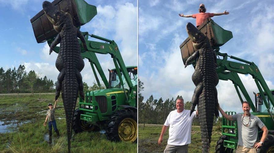 Hunters kill 800-pound gator believed to have eaten cows