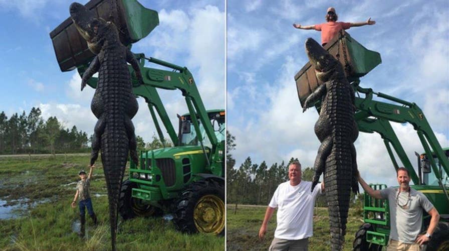 Hunters kill 800-pound gator believed to have eaten cows