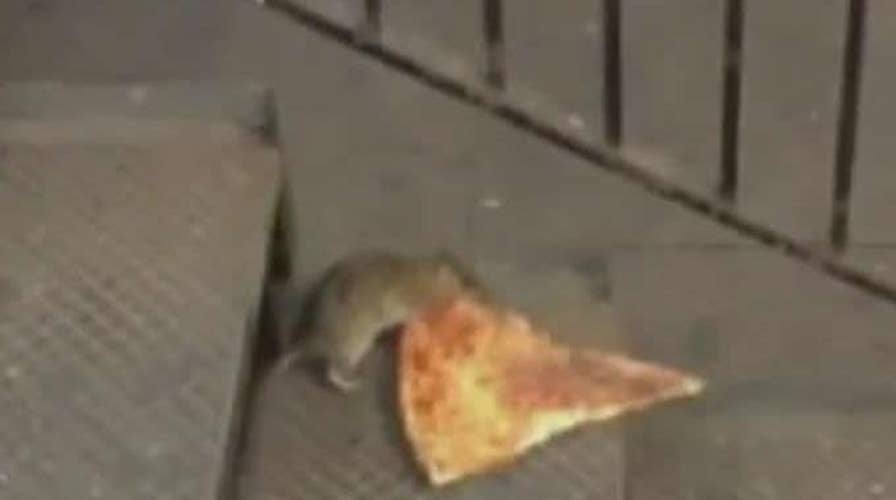 Kennedy's Topical Storm: Move Over, Pizza Rat