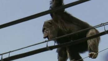 Chimp who escaped Japan zoo caught after wild two-hour chase