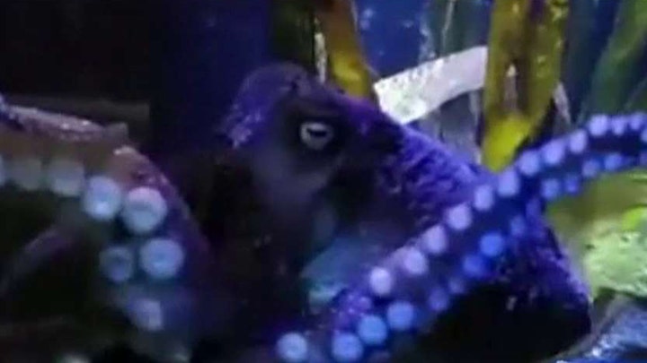 Octopus escapes from aquarium, makes it to ocean