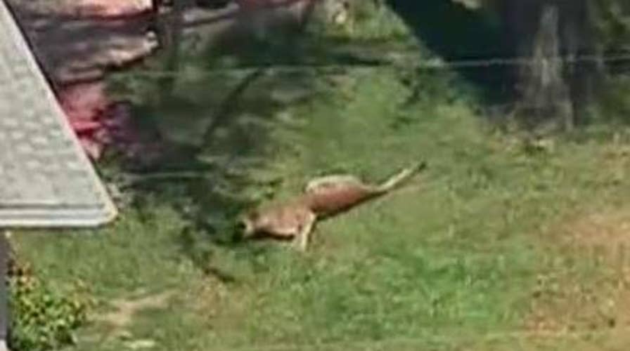 Mountain lion spotted near school in Southern California