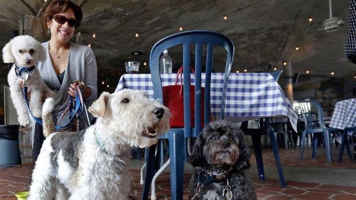 Georgia makes it legal for dogs to dine out with owners 