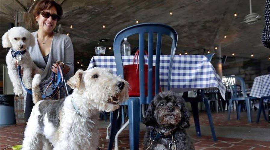 Georgia makes it legal for dogs to dine out with owners 