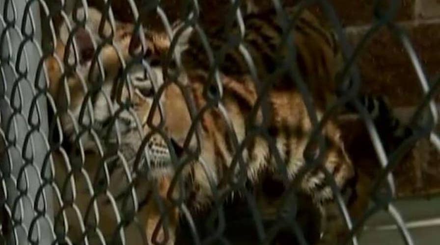 Runaway pet tiger captured in Texas