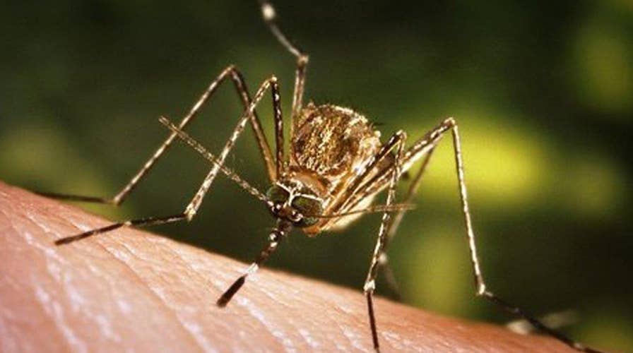 Mosquito season and flooding raise fears about Zika virus