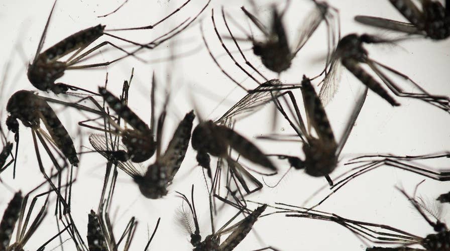 Genetically modified mosquitoes to combat Zika virus?