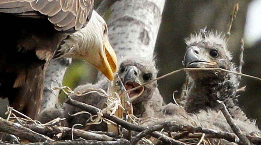 Eaglets draw attention to Washington's outdoor laboratory