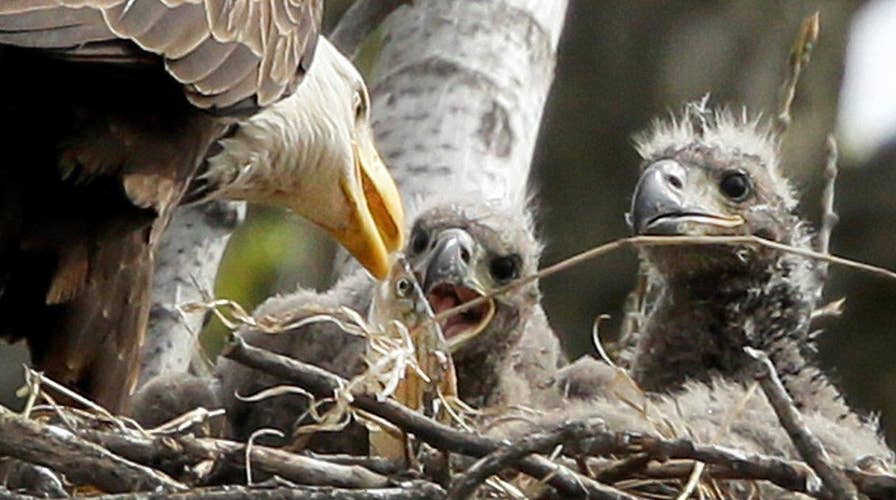 Eaglets draw attention to Washington's outdoor laboratory