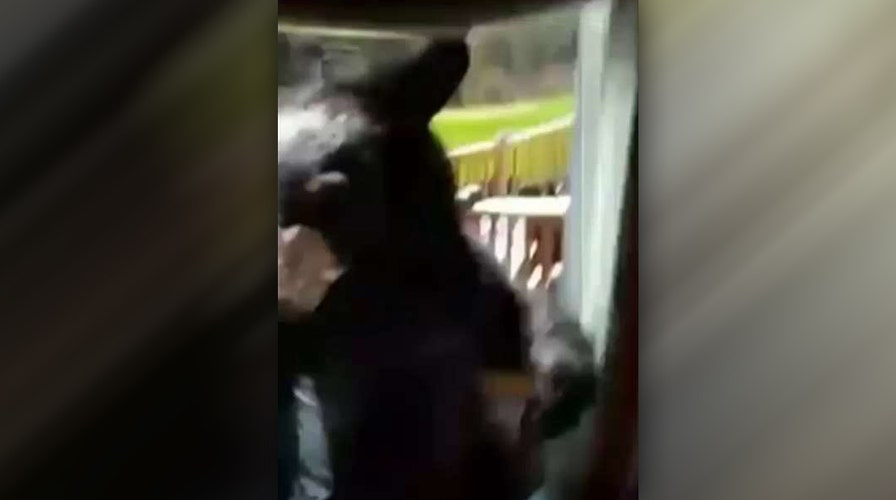 Bear cub learns hard lesson about windows