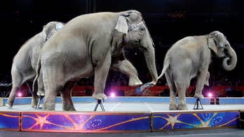 Elephants perform with Ringling Bros. circus for final time