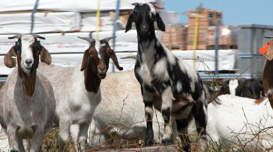 First annual 'Running of the Goats' goes predictably wrong