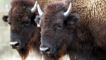American bison designated as US's national mammal