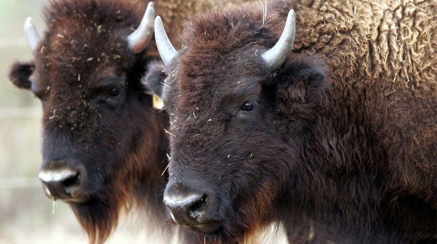 Bison named as the United States' first national mammal