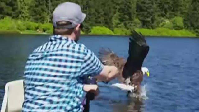 Catch of the day: Bald eagle dive bombs fisherman