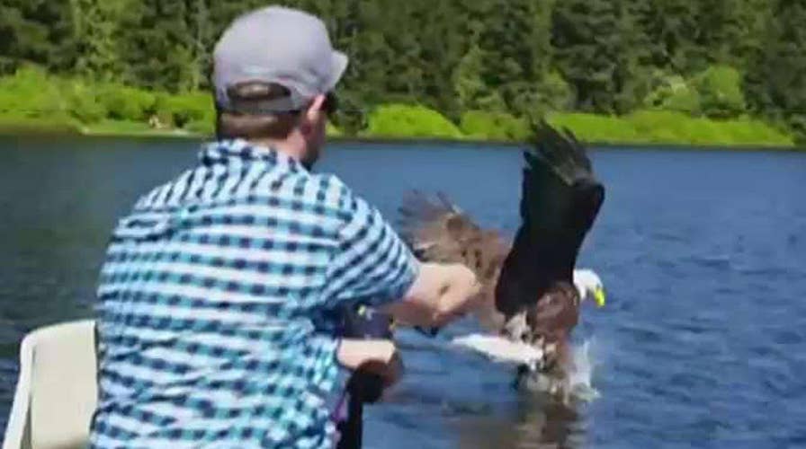 Catch of the day: Bald eagle dive bombs fisherman