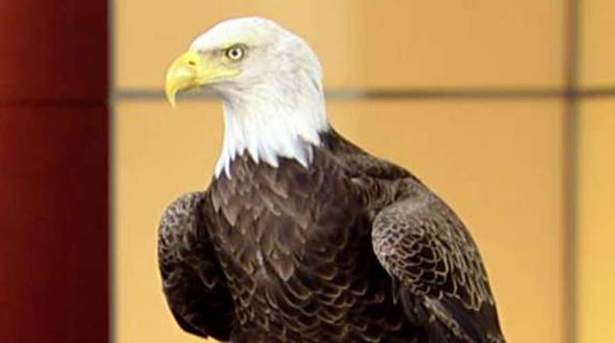 Why the bald eagle symbolizes our freedom