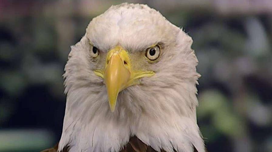 America's symbol of freedom: The bald eagle 